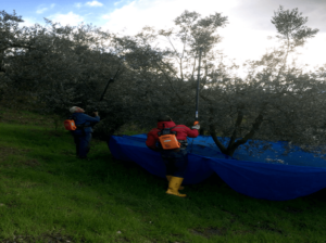 olivespeed-4x4 (22)
