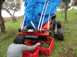 olivespeed-4x4 (24)